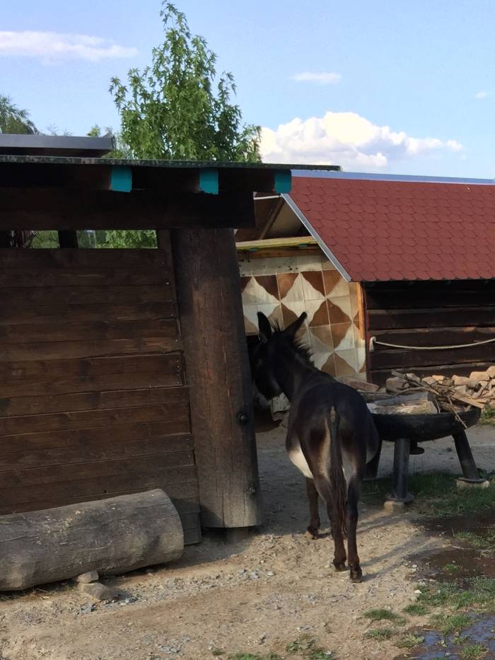 eselranch 08