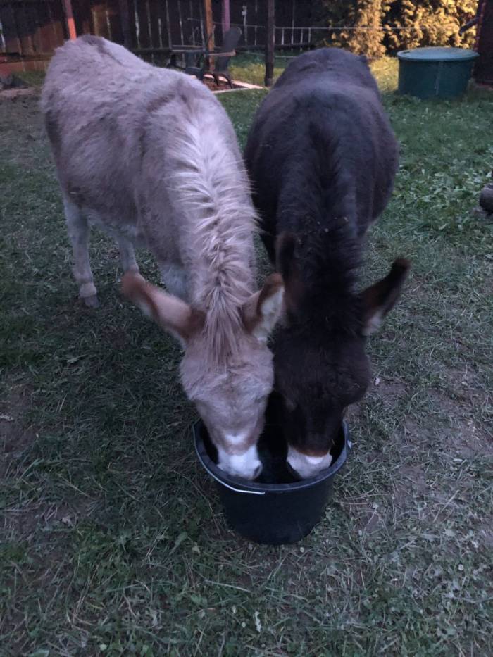 eselranch 13