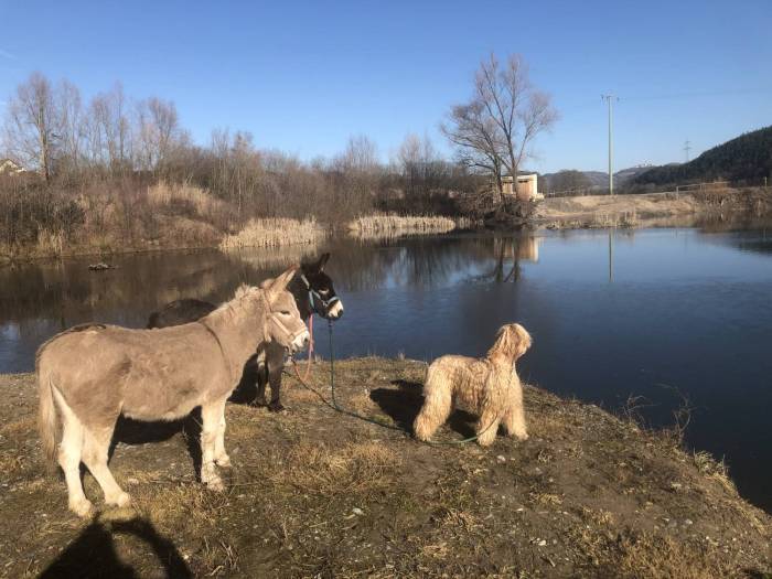 eselranch 101